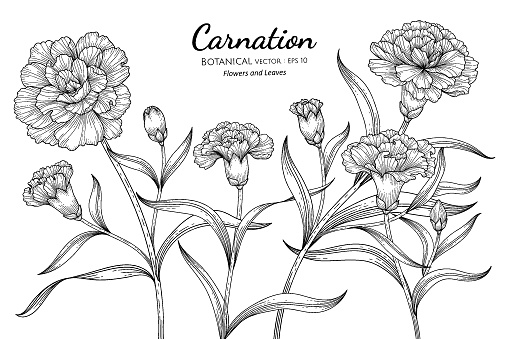 Carnation flower and leaf hand drawn botanical illustration with line art on white backgrounds. Design decor for card, save the date, wedding invitation cards, poster, banner.