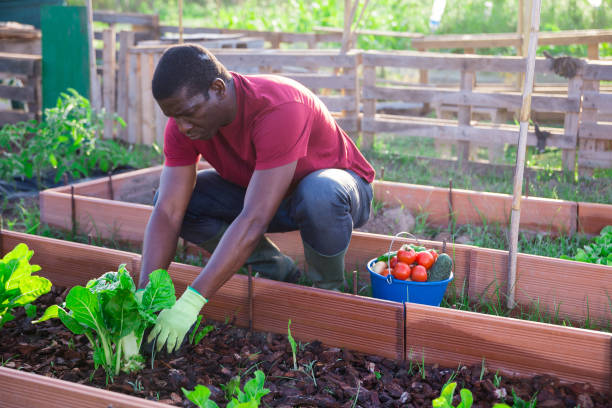 istock Afro male gardener working in vegetable garden 1263540996