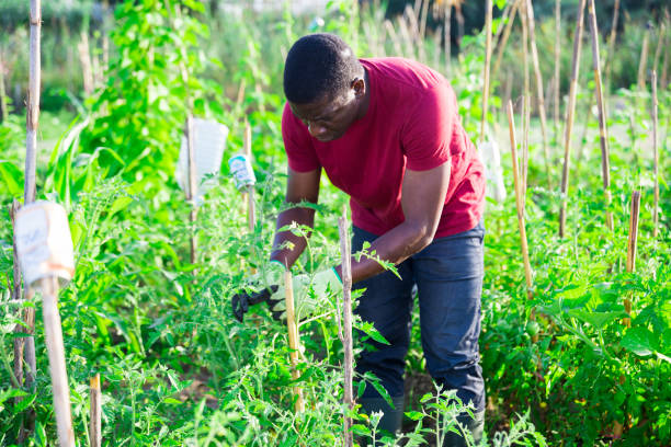 istock African american gardener with bamboo stick working with seedlings 1263541011