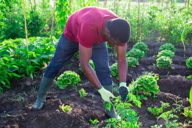 istock Afro male gardener working in vegetable garden 1263541015