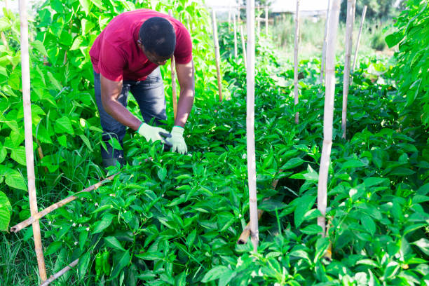istock Afro male gardener working in vegetable garden 1263541018