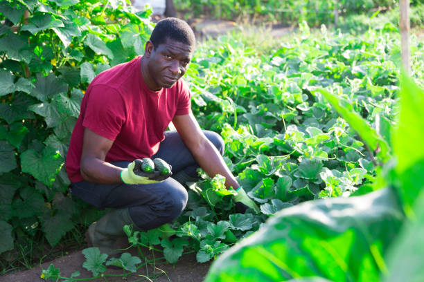 istock African American farmer picking cucumbers in garden 1263541019