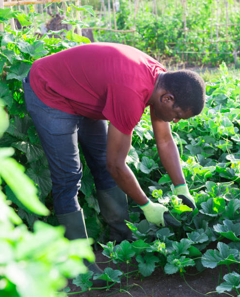 istock African American farmer picking cucumbers in garden 1263541020
