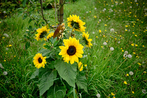 A group of Sunflowers in a green field