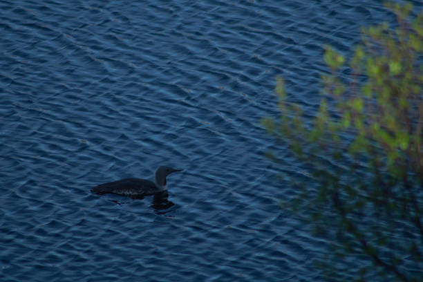 Black-throated loon swimming in a mountain lake Black-throated loon swimming in a mountain lake in the norwegian mountains arctic loon stock pictures, royalty-free photos & images