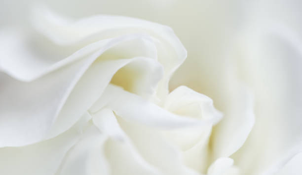 istock Soft focus, abstract floral background, white rose flower. Macro flowers backdrop for holiday brand design 1263545806
