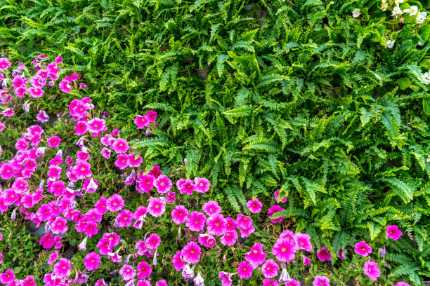 Flowers and plants wall background material