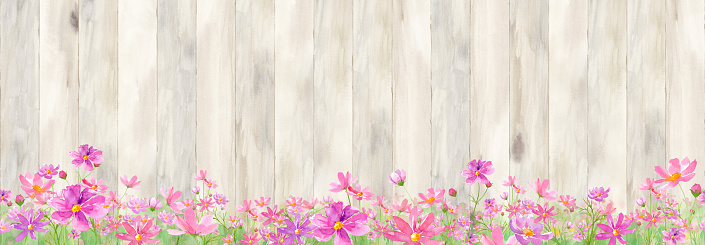 Cosmos garden with wooden fence. Watercolor illustration. Seamless pattern.