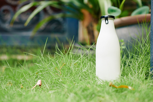 Delivered full glass bottle of fresh milk or yogurt on green lawn in front of house of customer