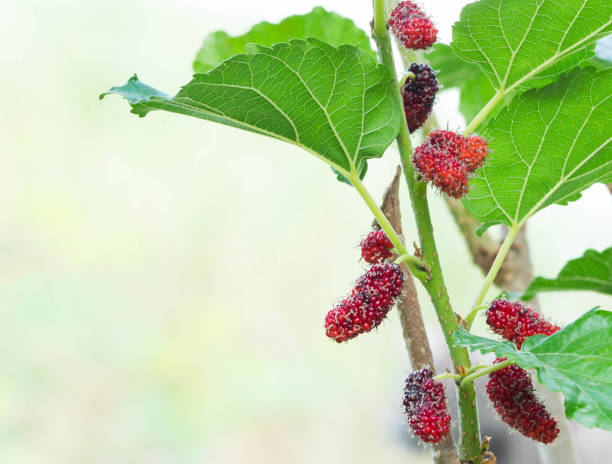 istock Mulberry fruits 1263547542