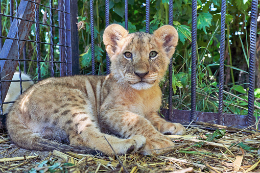 Portrait of a striped tiger. The young predator is in the cage and looking at the camera. Close-up