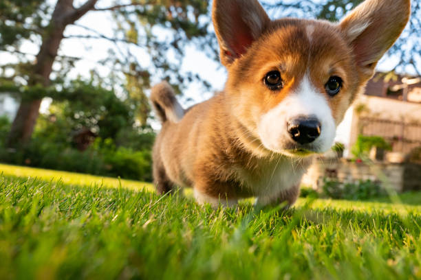 Welsh Corgi Pembroke cachorro echar un vistazo, vista de ángulo bajo - foto de stock