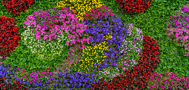 Flowers and plants wall background material