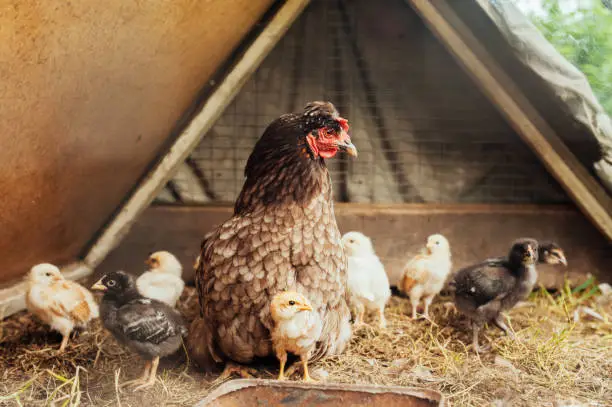 Photo of grey fluffy mother hen with her offspring colorful chickens in the coop, funny Pets in the pen