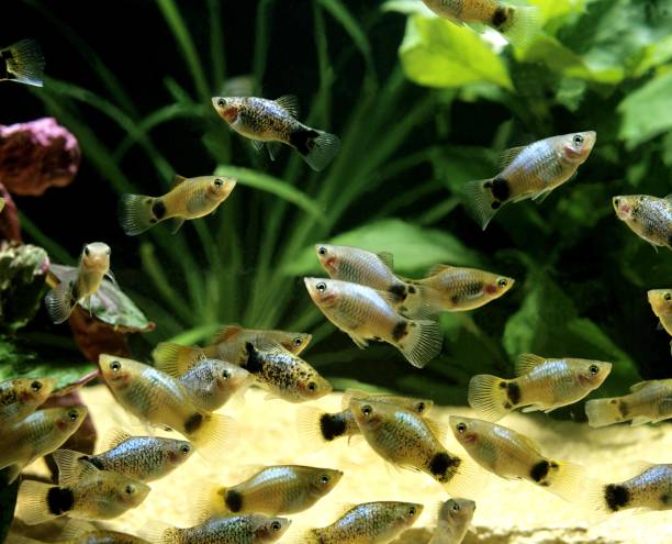 istock Parrot Platy, xiphophorus variatus 1263549379