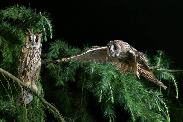 istock Long-Eared Owl, asio otus, in Flight, Normandy 1263549398