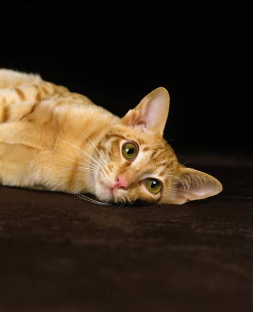 istock Red Oriental Domestic Cat against Black Background 1263549456