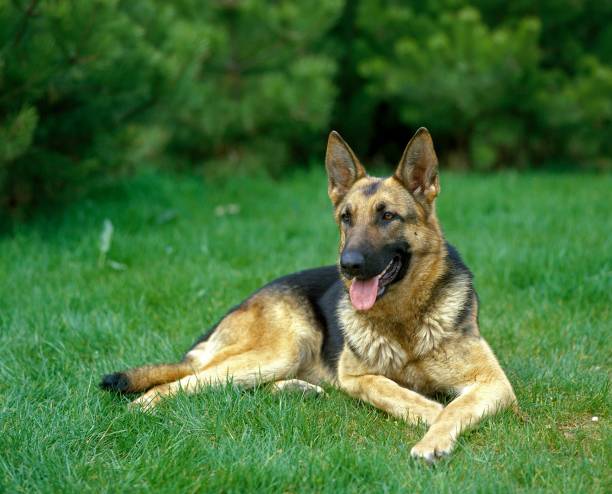 istock German shepherd Dog standing on Lawn 1263549491