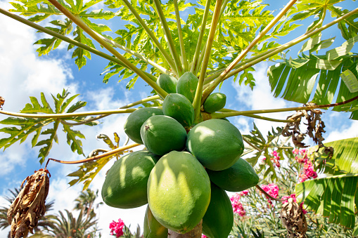 Carica papaya more commonly known as papaya tree growing in tropical regions and carrying abundant unripe pear-shaped fruit, highly valued for its health benefits, also named the fruit of the angels.