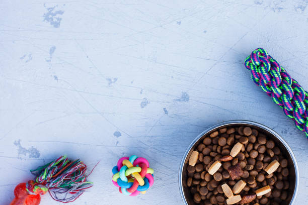 istock Pet care, playing and training concept. 1263550386