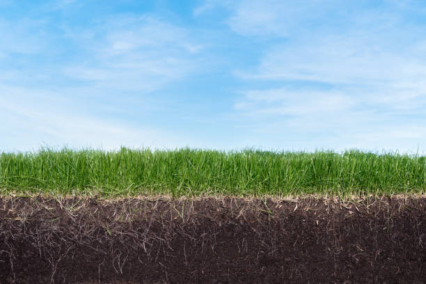 istock Green section of a grass with the soil and roots under blue sky 1263550523