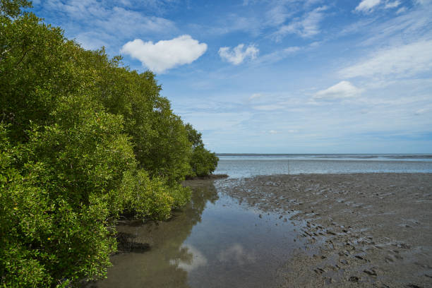 istock Scene of mangrove tree on the sea shore 1263550708