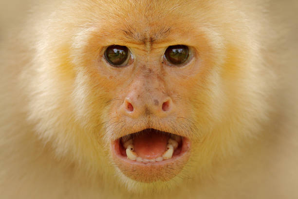 istock Close-up detail of monkey face. White-headed Capuchin, black monkey sitting on tree branch in the dark tropical forest. Wildlife of Costa Rica. Travel holiday in Central America. 1263551895