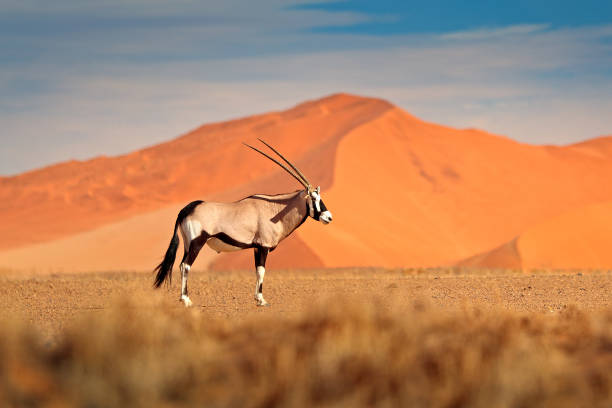 gemsbok mit orangen sanddünen abend sonnenuntergang. gemsbuck, oryx gazella, große antilope im lebensraum der natur, sossusvlei, namibia. wilde tiere in der savanne. tier mit großen geraden geweih horn. - gemsbok antelope mammal nature stock-fotos und bilder