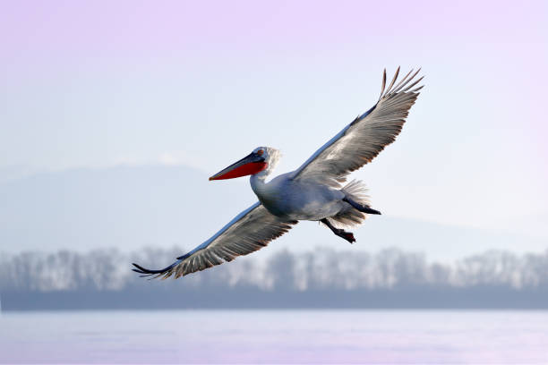 pélican dalmate, pelecanus crispus, atterrissage dans le lac kerkini, grèce. pélican avec des ailes ouvertes. scène de la faune de la nature européenne. atterrissage d’oiseau à l’eau bleue de lac. mouche d’oiseau. - pelican beak open bird photos et images de collection