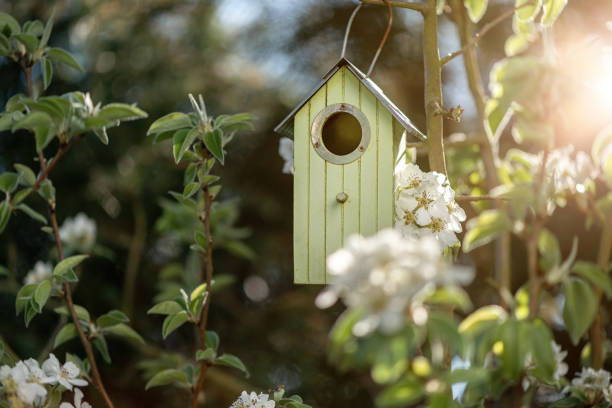 istock Birdhouse in spring with blossom cherry flower 1263552270