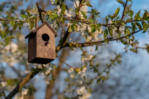 Birdhouse in spring with blossom cherryflower