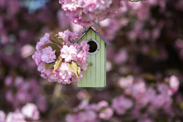 istock Birdhouse in spring with blooming sakura tree 1263552808