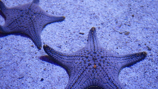 Ocean tropical exotic Starfish on aquarium bottom. Closeup two amazing sea starfish lying on sandy bottom in clean aquarium water