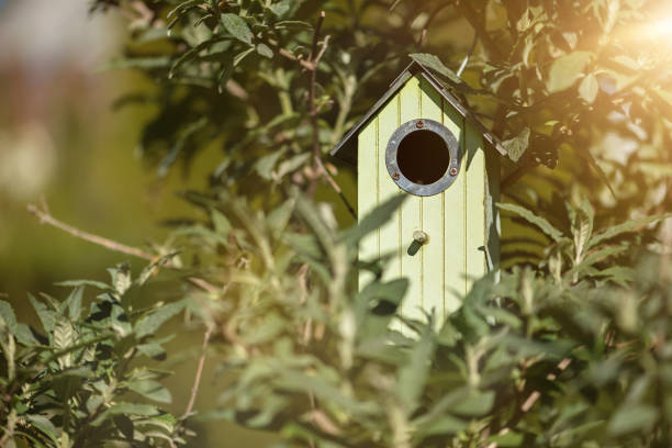 istock Birdhouse in spring in the tree 1263553444