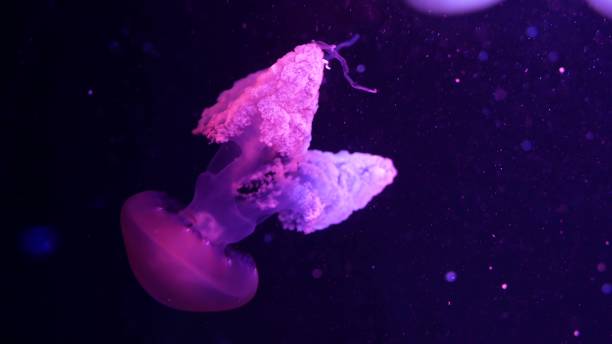 istock Shiny vibrant fluorescent jellyfish glow underwater, dark neon dynamic pulsating ultraviolet blurred background. Fantasy hypnotic mystic pcychedelic dance. Vivid phosphorescent cosmic medusa dancing 1263554379