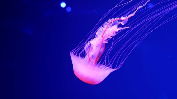 Shiny vibrant fluorescent jellyfish glow underwater, dark neon dynamic pulsating ultraviolet blurred background. Fantasy hypnotic mystic pcychedelic dance. Vivid phosphorescent cosmic medusa dancing