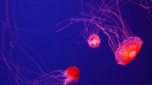 istock Shiny vibrant fluorescent jellyfish glow underwater, dark neon dynamic pulsating ultraviolet blurred background. Fantasy hypnotic mystic pcychedelic dance. Vivid phosphorescent cosmic medusa dancing 1263554392