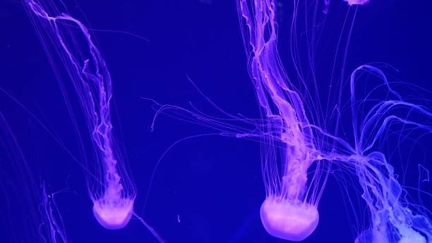 istock Shiny vibrant fluorescent jellyfish glow underwater, dark neon dynamic pulsating ultraviolet blurred background. Fantasy hypnotic mystic pcychedelic dance. Vivid phosphorescent cosmic medusa dancing 1263554419