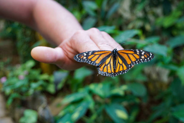 istock Beautiful butterflies in the butterfly park 1263554422
