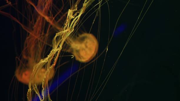 Shiny vibrant fluorescent jellyfish glow underwater, dark neon dynamic pulsating ultraviolet blurred background. Fantasy hypnotic mystic pcychedelic dance. Vivid phosphorescent cosmic medusa dancing