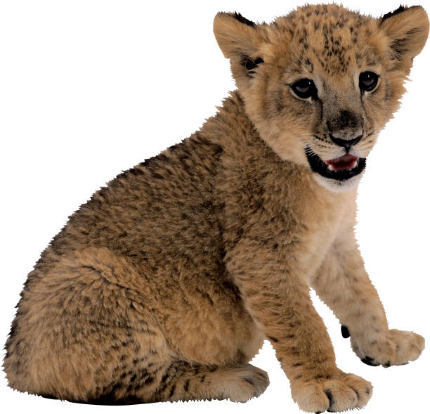 istock lion cub isolated on white background 1263554427
