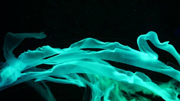 Shiny vibrant fluorescent jellyfish glow underwater, dark neon dynamic pulsating ultraviolet blurred background. Fantasy hypnotic mystic pcychedelic dance. Vivid phosphorescent cosmic medusa dancing