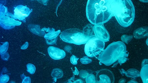 istock Shiny vibrant fluorescent jellyfish glow underwater, dark neon dynamic pulsating ultraviolet blurred background. Fantasy hypnotic mystic pcychedelic dance. Vivid phosphorescent cosmic medusa dancing 1263554434