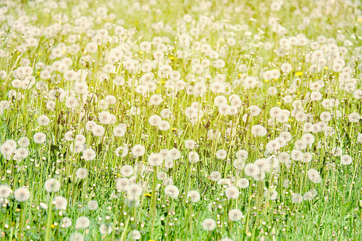 Field of numerous dandelions in the summer. Toned.