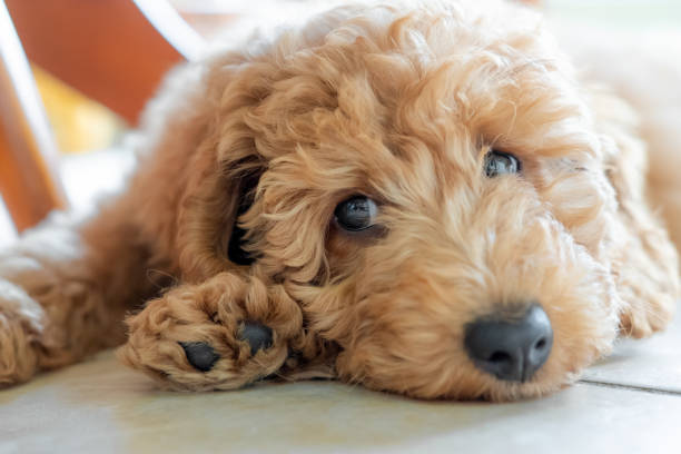 enfoque superficial en los ojos de un hermoso cachorro caniche en miniatura pedigrí. - labradoodle fotografías e imágenes de stock