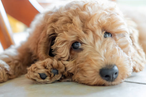Shallow focus on the eyes of a beautiful pedigree miniature poodle puppy. Seen sulking under a kitchen table on the cool floor tiles. goldendoodle stock pictures, royalty-free photos & images
