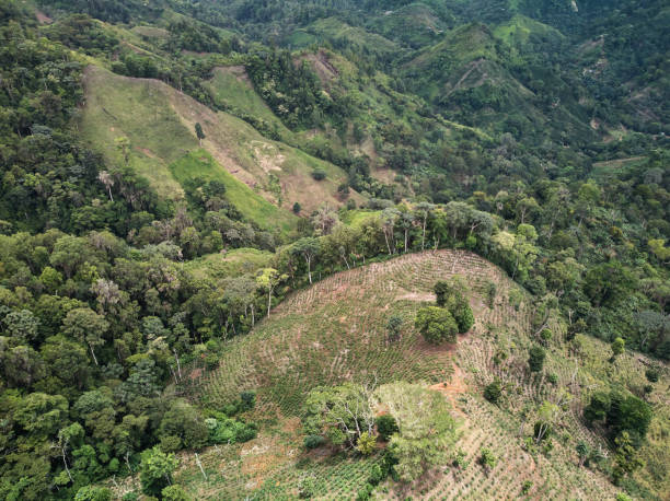istock Green valley with coffee plantation 1263557737