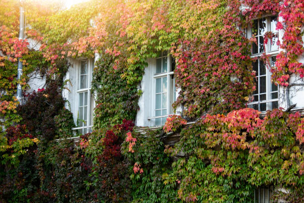 Wall of the house is covered with ivy. Autumn city