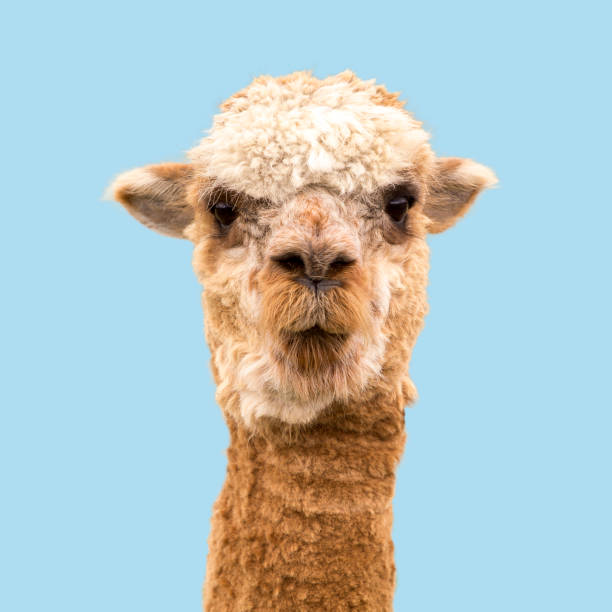 istock Funny alpaca on blue background 1263557944
