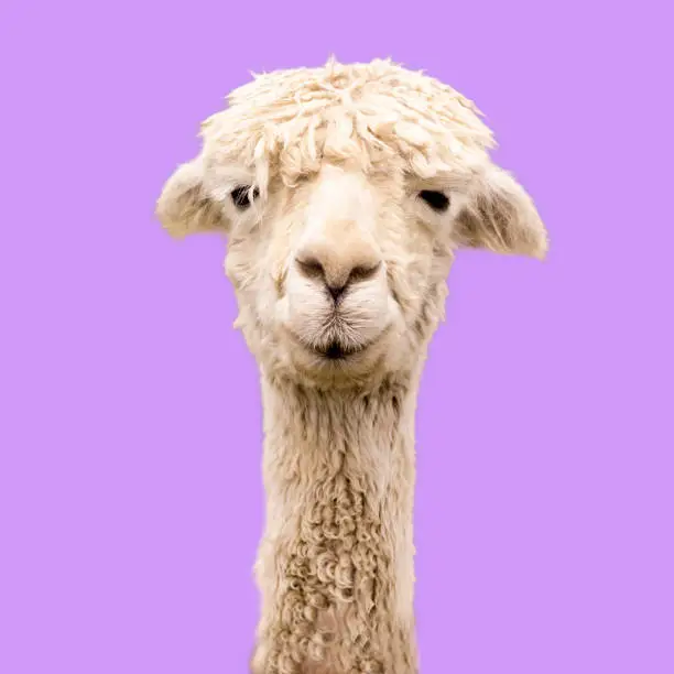Funny alpaca on purple background